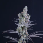 Slurricane IX - Clone