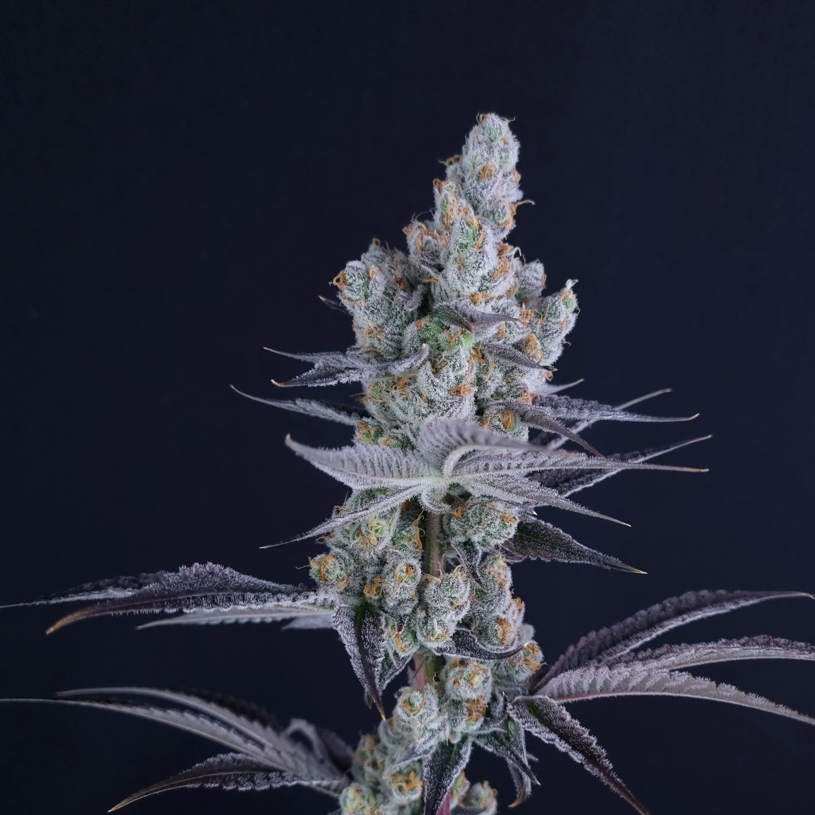 Slurricane IX - Clone 1 Slurricane IX - Clone