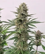 Space Panda Feminised Seed 3+1