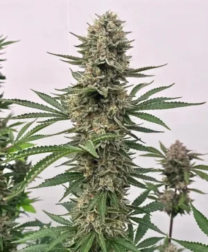 Space Panda Feminised Seed 3+1