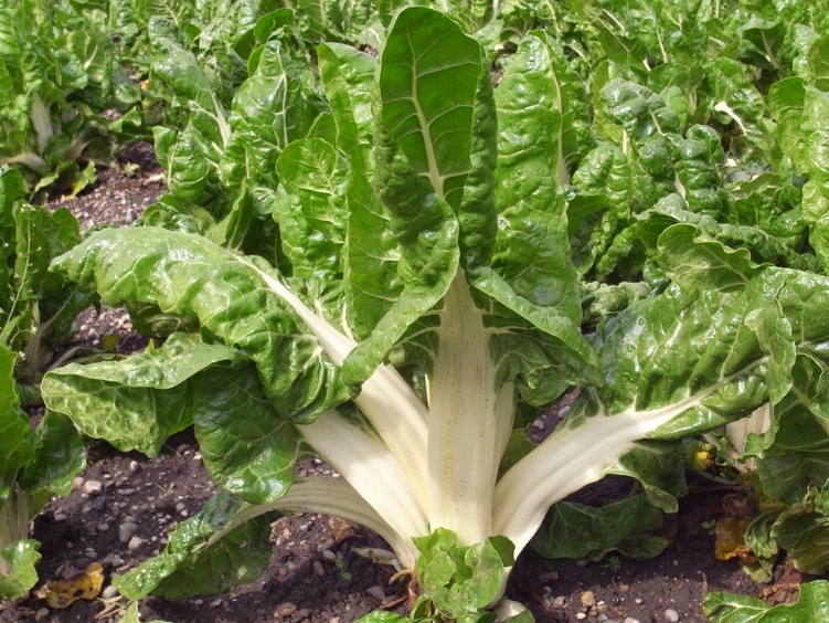 Spinach - Swiss Chard - Brilliant - Organic Seeds 1 Spinach - Swiss Chard - Brilliant  - Organic Seeds