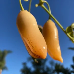 Pepper/Chillies - Sugar Rush Peach