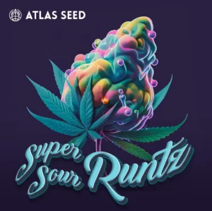 Super Sour Runtz Feminised Seed 3+1