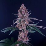 Superberry - Clone