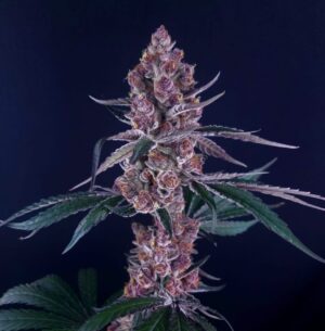 Superberry - Clone
