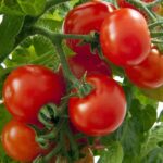 Tomatoes - Sweet and Neat
