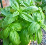 Basil - Sweet - Organic Seeds