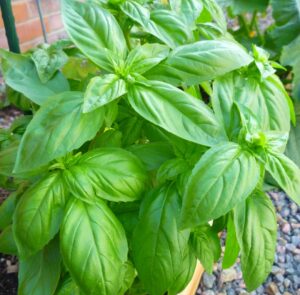 Basil - Sweet - Organic Seeds