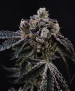 Tahoe Cookies Auto Seed 3+1