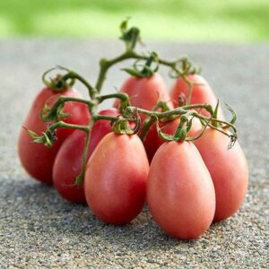 Tomatoes - Thai Pink Egg