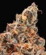 The Pandalorian Feminised Seed 3+1