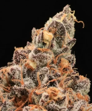 The Pandalorian Feminised Seed 3+1