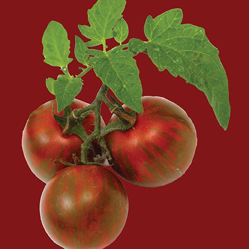 Tomato Black Krim 1 Tomato Black Krim