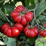 Tomato – Costoluto Genovese – Organic Heirloom Seeds