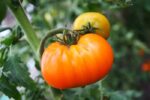 Tomato - Kellogs Breakfast Beefsteak - Heirloom Seeds