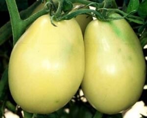 Tomato – Old Ivory Egg – Organic Heirloom Seeds