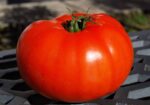 Tomato - Red Beefsteak - Heirloom Seeds