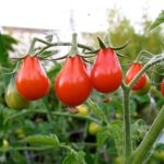 Tomato - Red Bell - Organic Heirloom Seeds