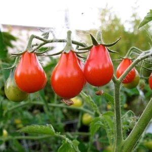 Tomato - Red Bell - Organic Heirloom Seeds