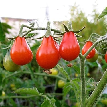 Tomato - Red Bell - Organic Heirloom Seeds 1 Tomato - Red Bell - Organic Heirloom Seeds