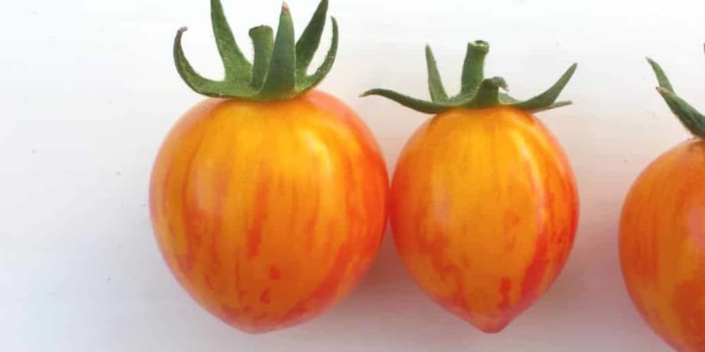 Tomatoes - Sunrise Bumblebee 1 Tomatoes - Sunrise Bumblebee