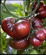 Tomato-Brandywine-Black-Organic Heirloom Seeds