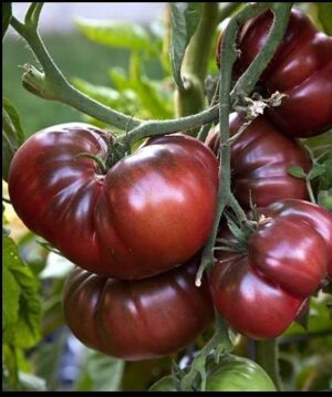 Tomato-Brandywine-Black-Organic Heirloom Seeds