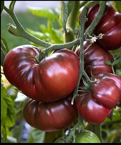 Tomato-Brandywine-Black-Organic Heirloom Seeds 1 Tomato-Brandywine-Black-Organic Heirloom Seeds