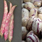 Beans - Bush - Tongue of Fire