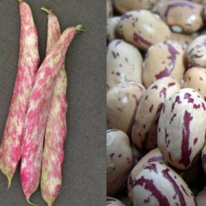 Beans - Bush - Tongue of Fire