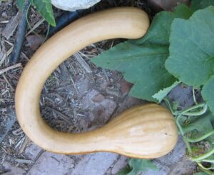 Butternut - Tromboncino Squash