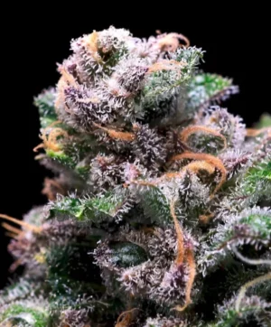Tropical Cooler Feminised Seed 3+1
