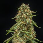 Turtle Taffy Auto Seed 3+1