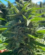 Wedding Cake Auto Seed 3+1