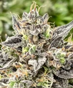 Whale Breath Feminised Seed 3+1