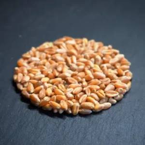 Wheatgrass Microgreens and Sprouting Seed 1KG