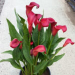 Zantedeschia - Ruby Tuesday - 1 bulb