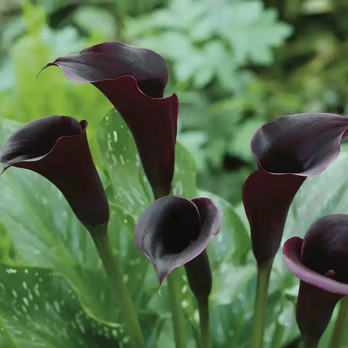 Zantedeschia - Black Panther - 1 bulb 1 Zantedeschia - Black Panther - 1 bulb