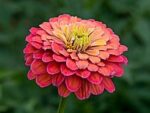 Flowers - Zinnia