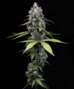 Zoap Feminised - 5 pack