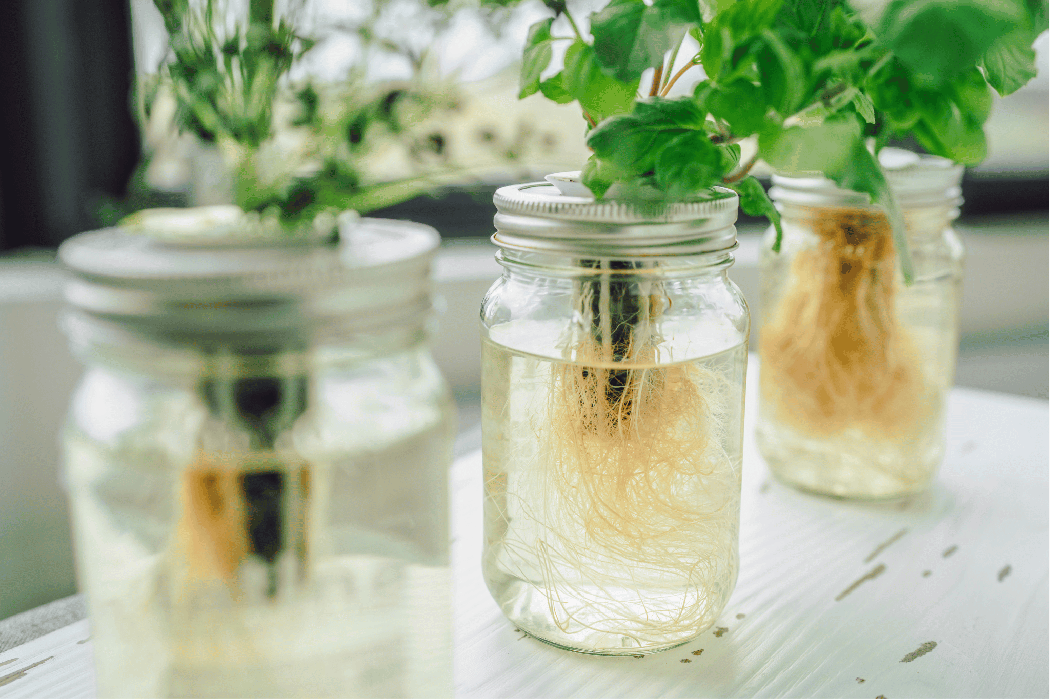 Kratky Method Hydroponic