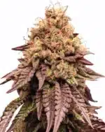 Mimosa - Clone