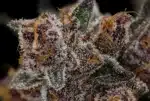 Trop Cherry - Clone