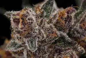 Trop Cherry - Clone