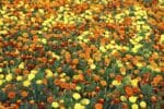Flowers - Marigold Seeds