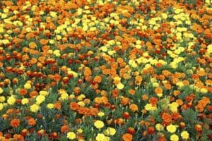 Flowers - Marigold Seeds