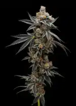 Grape Sunrise - Clone