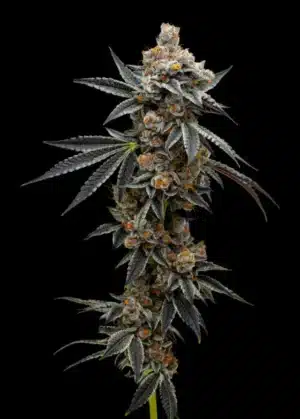 Grape Sunrise - Clone