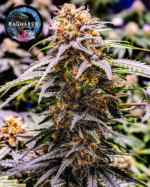 Ragnarok Fem Auto