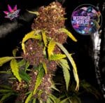 Destroyer of Worlds Fem Auto